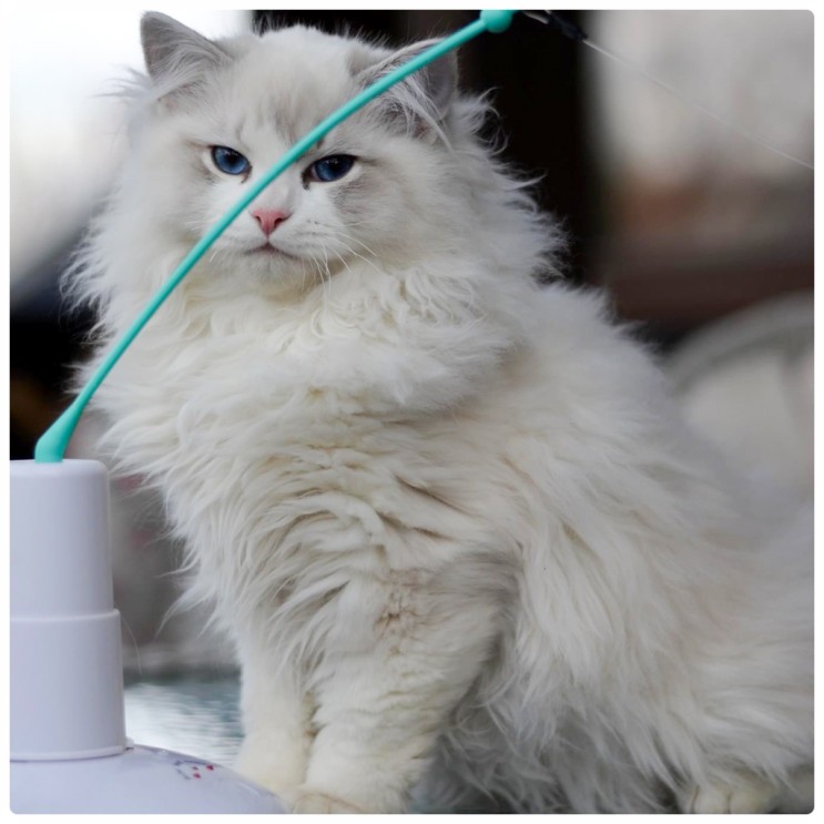 랙돌캐터리 알렉산더돌스 예쁜 렉돌 고양이 비요르를 소개합니다.