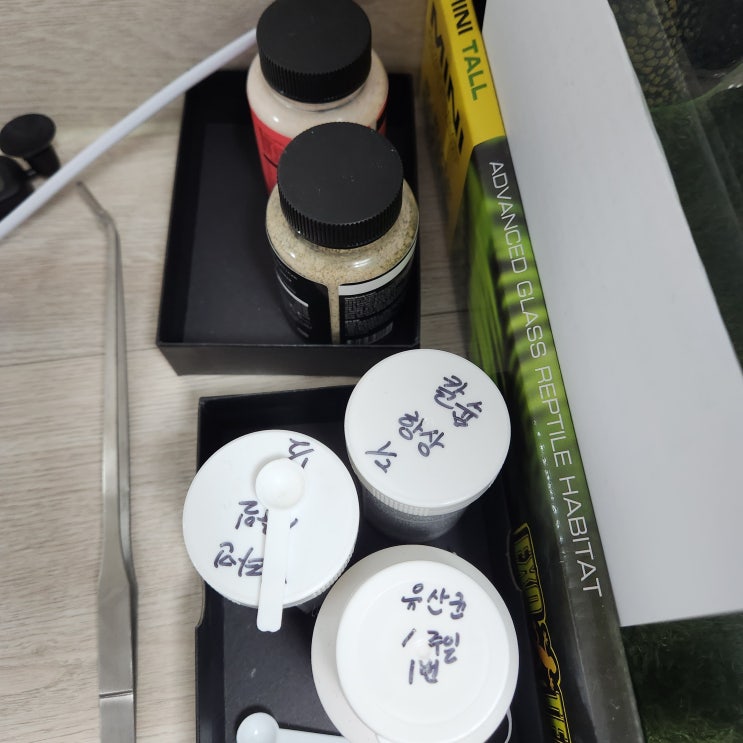  크레스티드 게코 피딩 정보와 요미의 핸들링 & 식사 모습!