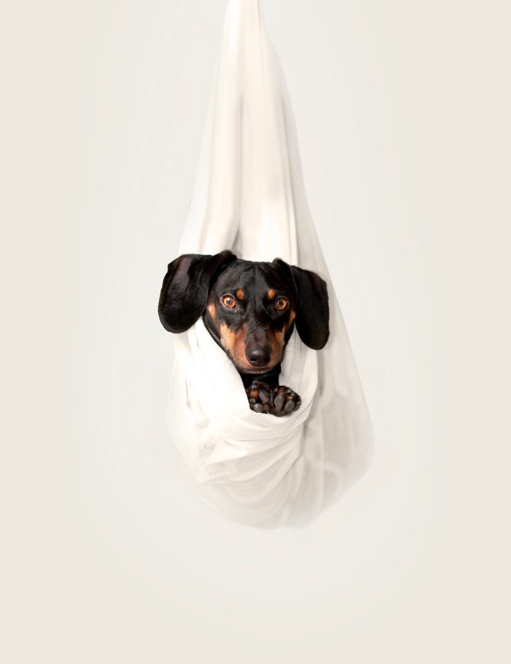 댕냥이 사진 한 장 올렸더니… 딱 맞는 펫보험 척척 추천 댕냥이 사진 한 장 올렸더니… 딱 맞는 펫보험 척척 추천