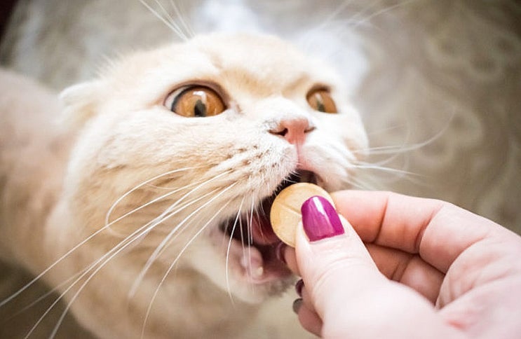  고양이 내부 기생충약 Panacur(Fenbendazole)의 효능과 부작용