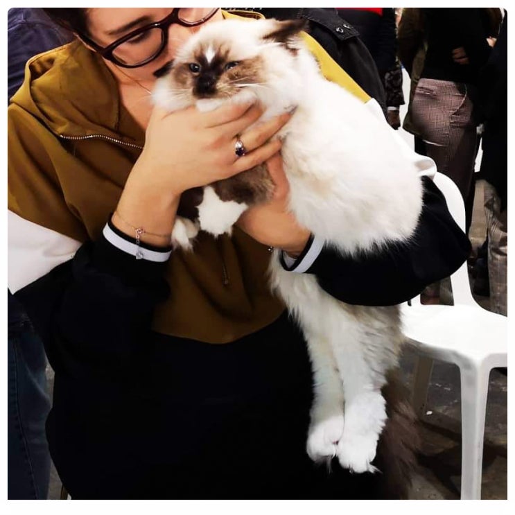  랙돌 캐터리가 알려주는 성묘 렉돌 고양이 크기 몸무게 (ft. 씰 미티드)