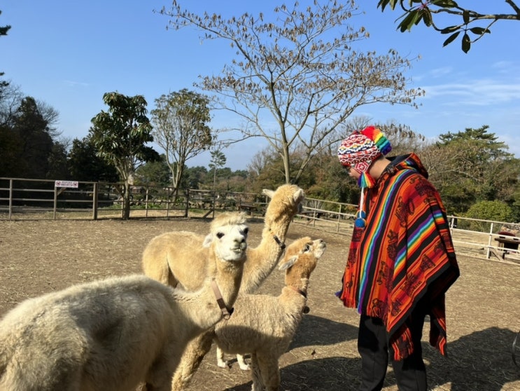 제주 도치돌알파카목장, 판초체험 먹이주기 체험 제주 도치돌알파카목장, 판초체험 먹이주기 체험
