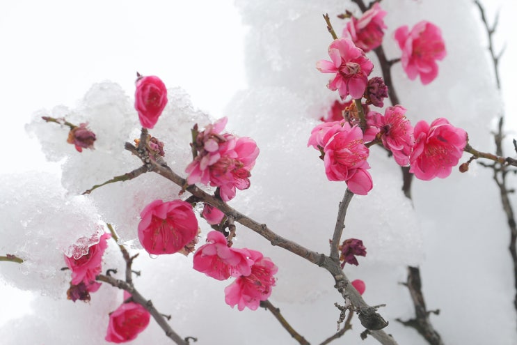  扁宜雪裡不爭春