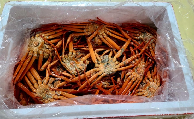  티비방영맛집 서민갑부 홍게와과메기 감동수산 택배주문