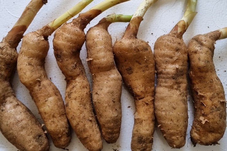자연산천마 효능&산삼 11
