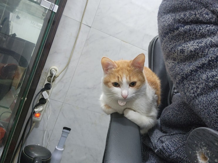 따뜻함을 참 좋아하는 고양이 따뜻함을 참 좋아하는 고양이