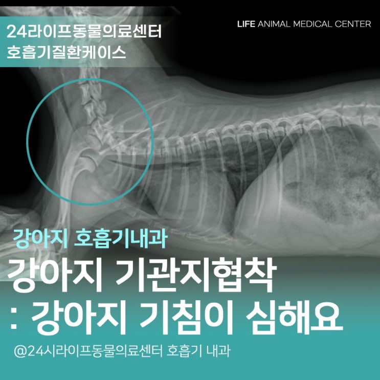 대구 강아지기관지협착증 치료 : 강아지가 기침이 심할 때 대구 강아지기관지협착증 치료 : 강아지가 기침이 심할 때