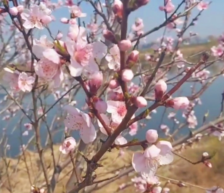 변비에 탁월한 꽃차 손쉽게 변비탈출할수 있는방법 도화차 개복숭아꽃차 변비에 탁월한 꽃차 손쉽게 변비탈출할수 있는방법 도화차 개복숭아꽃차