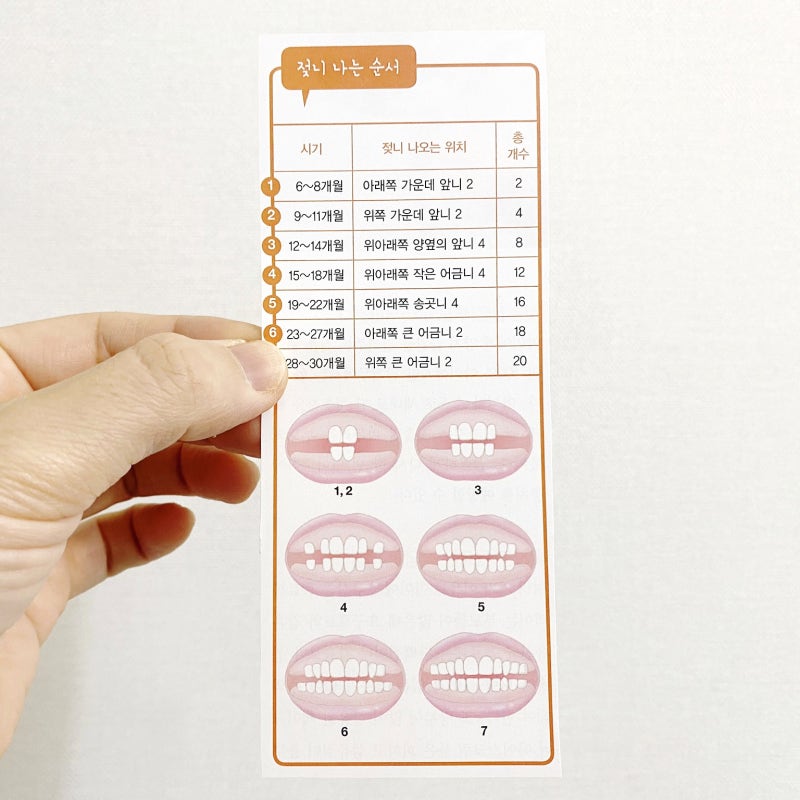 아기 이나는 순서 시기, 유치 빠지는 시기 순서, 아기치아 유치갯수 : 네이버 블로그