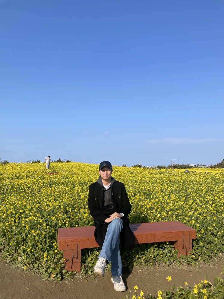 광치기해변 성산일출봉 근처 유채꽃 명소 광치기해변 성산일출봉 근처 유채꽃 명소