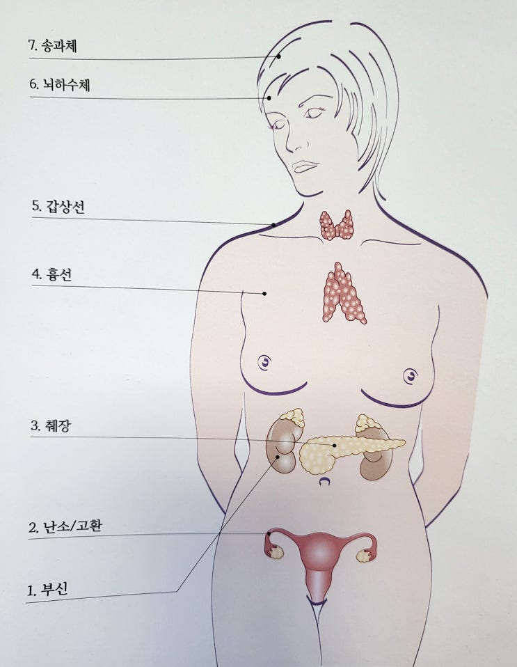  내 몸에서 차크라 위치 바로 알기 - 내분비계 시스템