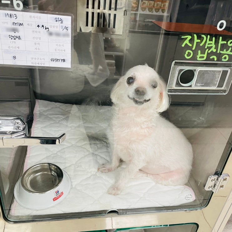  강아지 림프종 림포마 11차 항암치료 비용