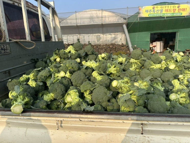  브로콜리 너마저