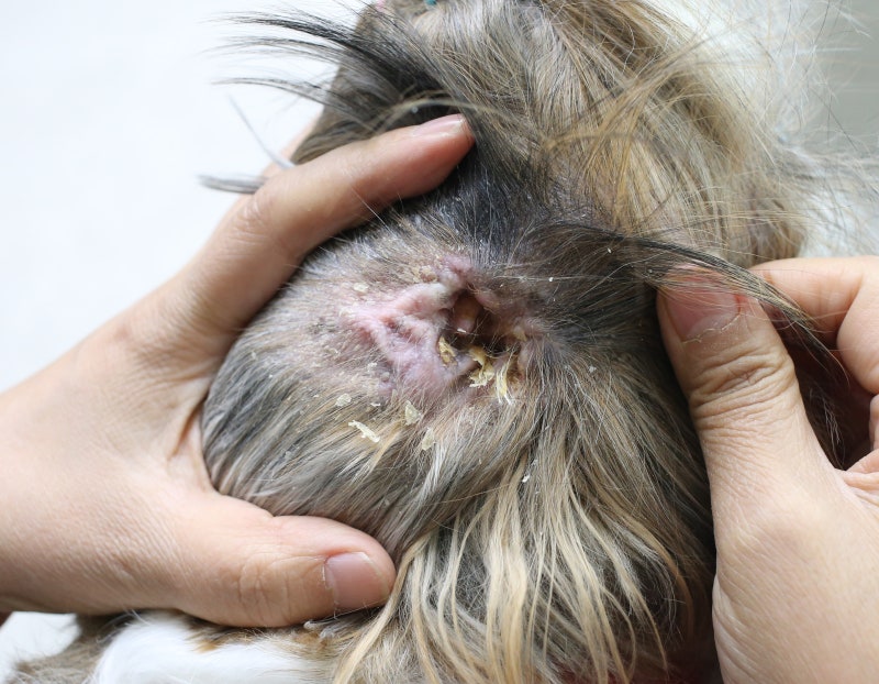 강아지 귀세정제 퍼즈야드로 귀 청소를 한 후 귀지이병 외이염을 예방합니다.