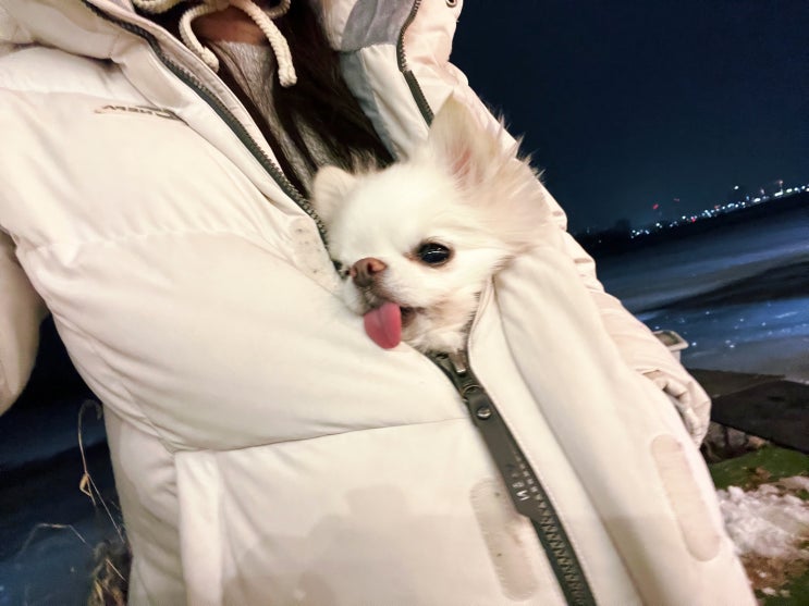  서울근교 드라이브, 애견동반 춘천 카페 어반그린!