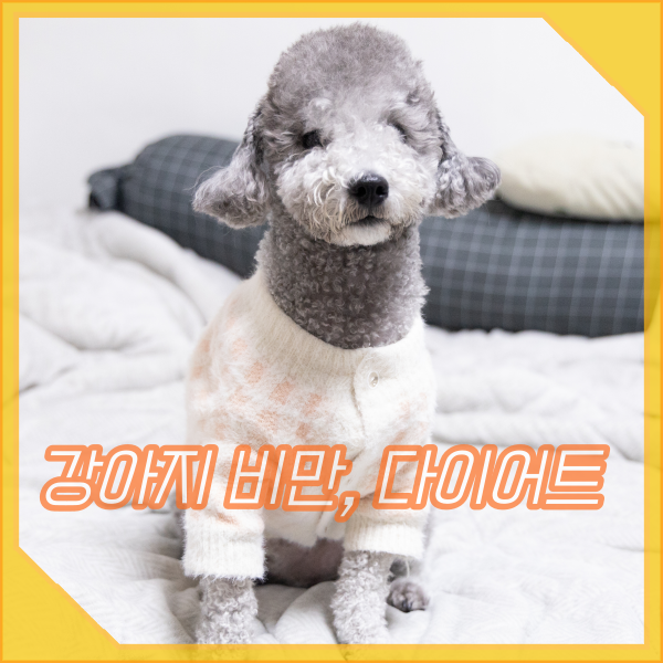  강아지 비만, 7가지 원인, 이대로 괜찮을까? 다이어트 방법