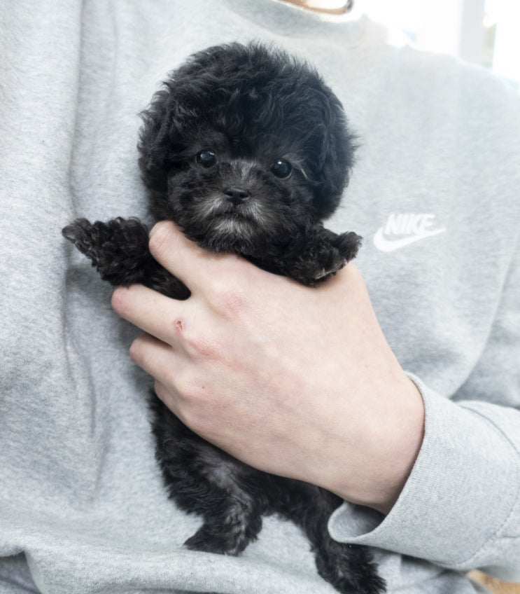 실버 토이푸들 분양 소식~!!