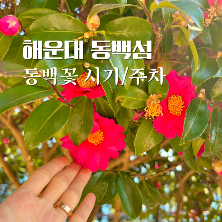  동백섬 동백꽃 개화 시기, 주차장 부산 겨울여행 가기 좋은 곳
