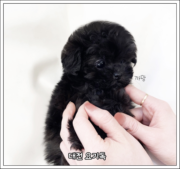  대전애견샵 후회없었던 펫샵