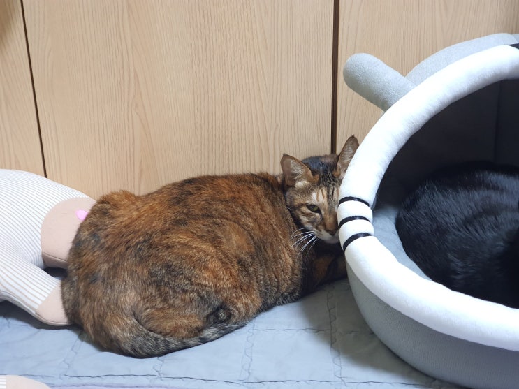  냥이들 근황