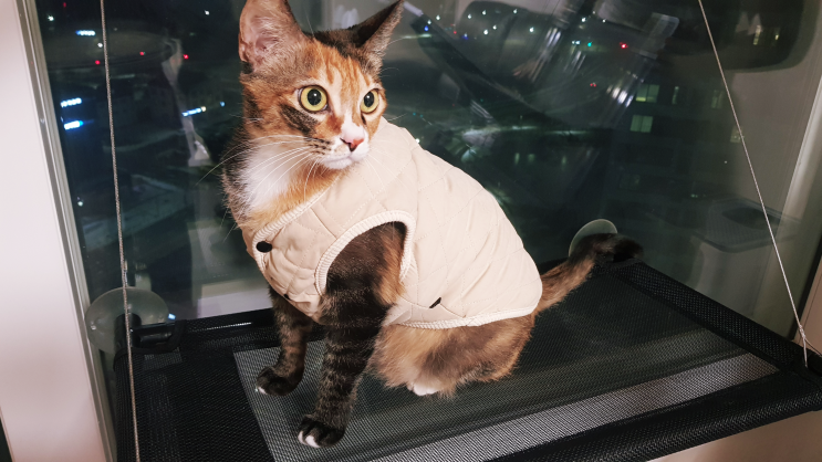  튼튼한 창문용 고양이 마약 침대 (냥댕냥댕 마약 침대)