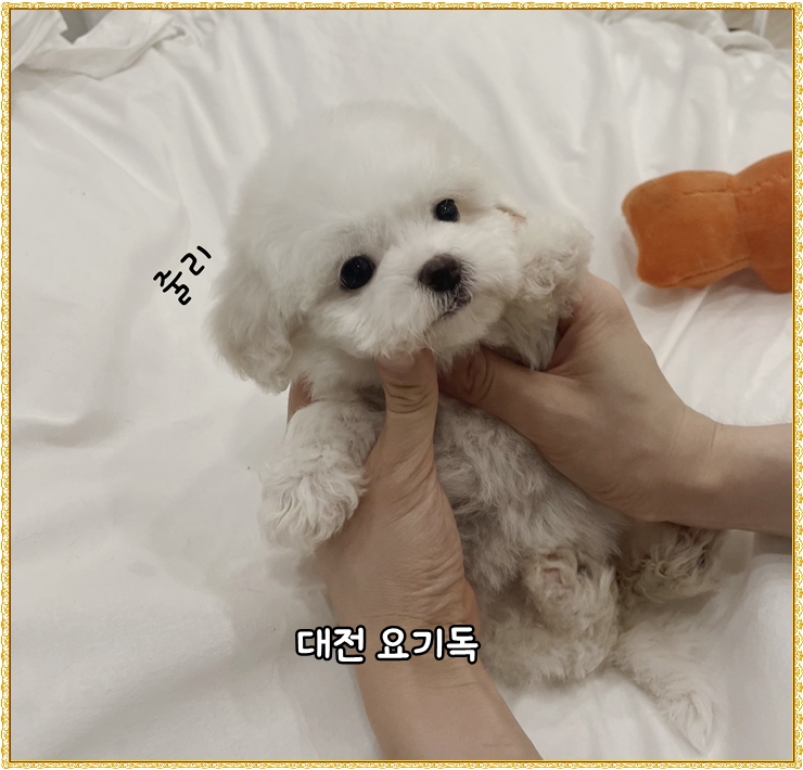  대전웰시코기분양 요기독 후회없는 곳