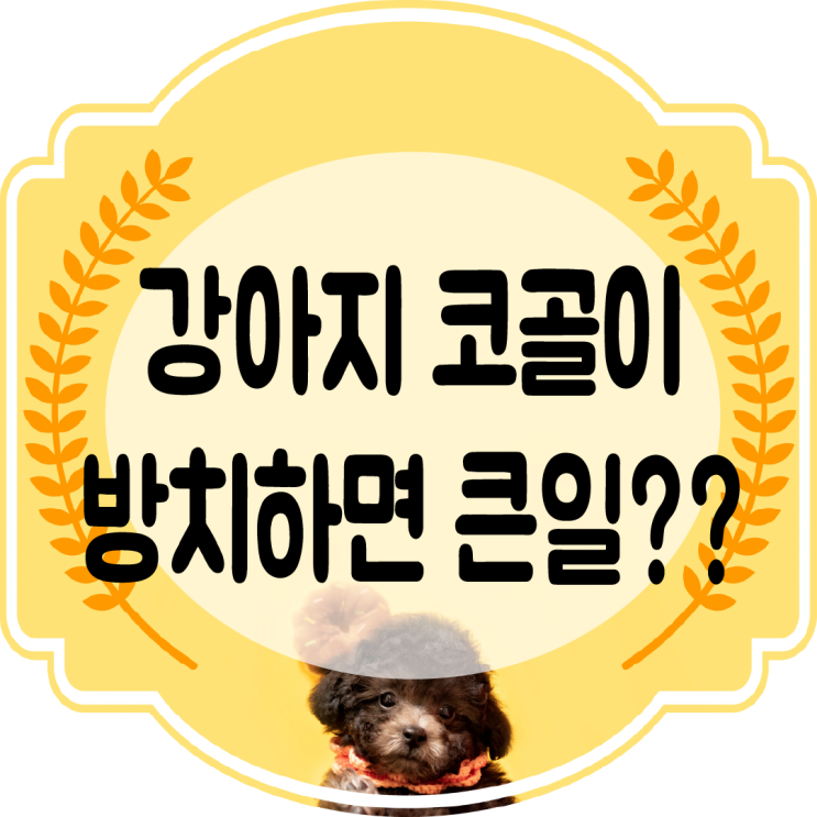  강아지 코골이 방치하면 큰일일 수도??