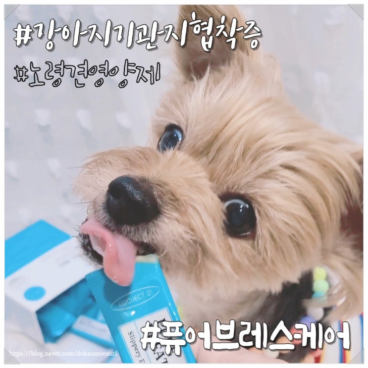  노령견 영양제 강아지 기침켁켁거림 기관지협착증 관리후기