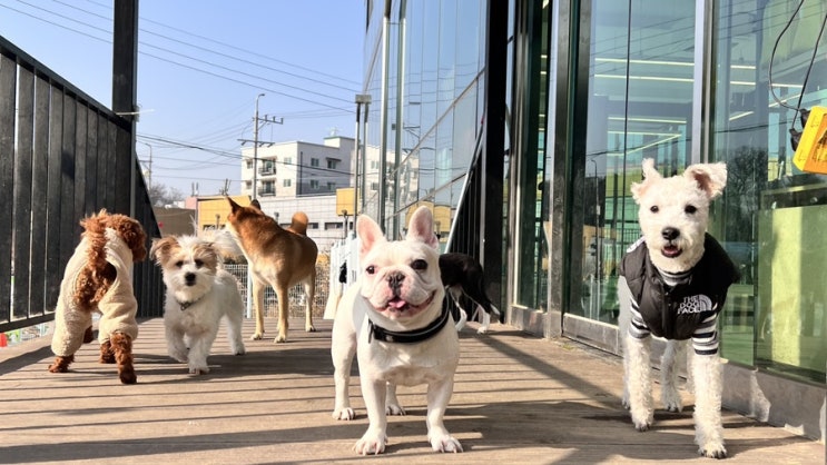  성남동 애견유치원 :) 라드독 애견카페