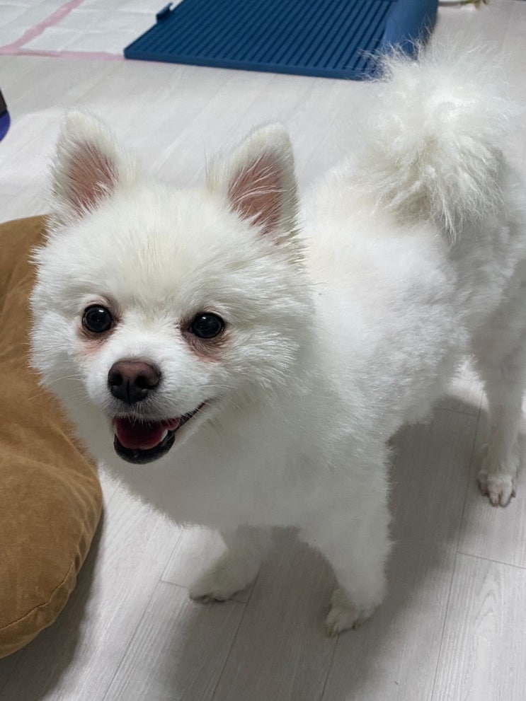  [룩또] 1049회차 이번주 로또 당첨금, 당첨번호