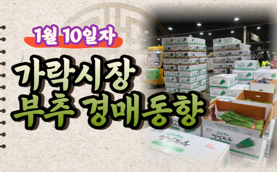  [경매사 일일보고] 1월 10일자 가락시장 "부추" 경매동향을 살펴보겠습니다!