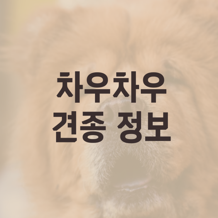 차우차우 중국개, 가격, 혀, 분양, 성격, 유전질환 주의