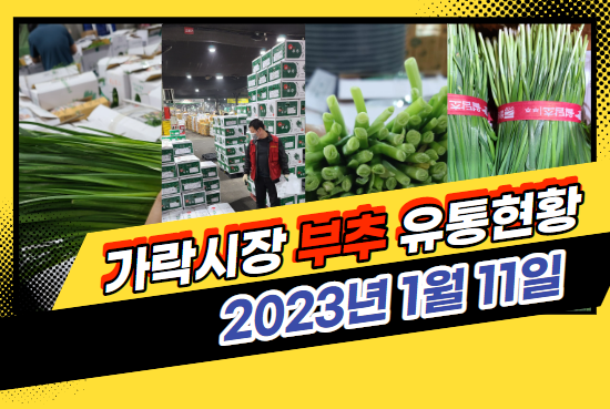  [경매사 일일보고] 1월 11일자 가락시장 "부추" 경매동향을 살펴보겠습니다!