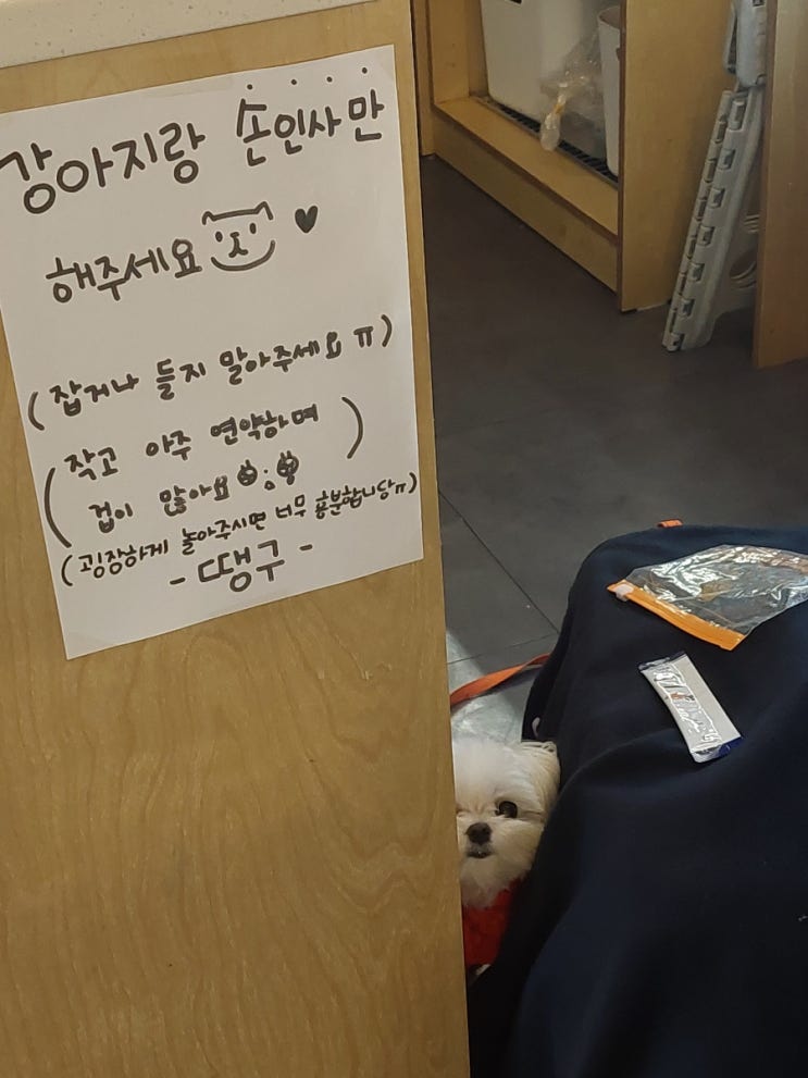  수랑 경복궁 체부동 잔치집/카페 어라운드 시소/말티즈 땡구 만나다
