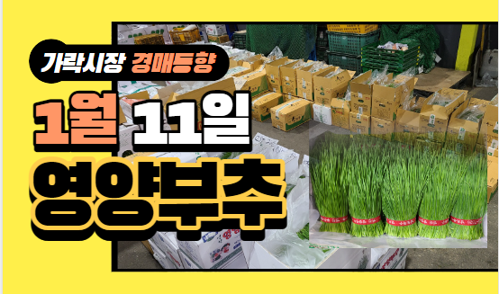  [경매사 일일보고] 1월 11일자 가락시장 "영양부추" 경매동향을 살펴보겠습니다!