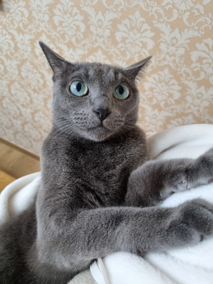  고양이 태교, 러시안블루 초롱이가 주는 위안