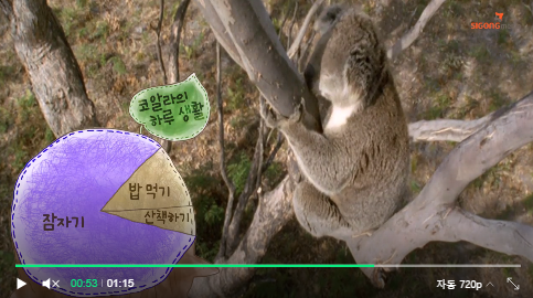  [생태계의 신비] 코알라가 잠이 많은 이유는 따로있다고?