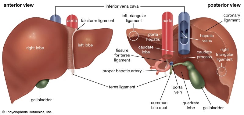 간의 해부학(Anatomy of Liver) : 네이버 블로그