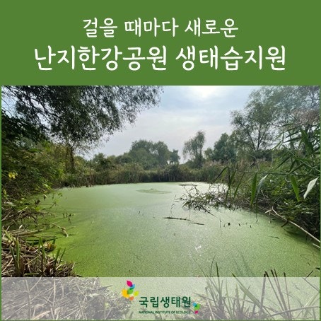 가을난지생태습지원, 풍부한 생명력을 만나다 _ 통합암치료활명한방병원 생명살림둘레길