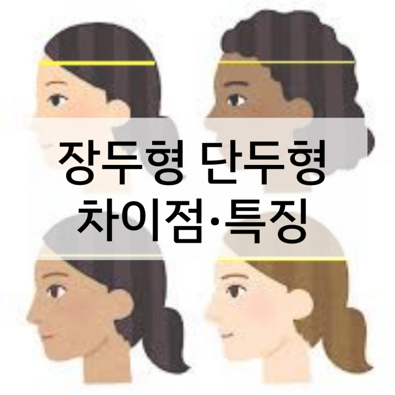 장두형 단두형 특징과 차이점 알아봐요