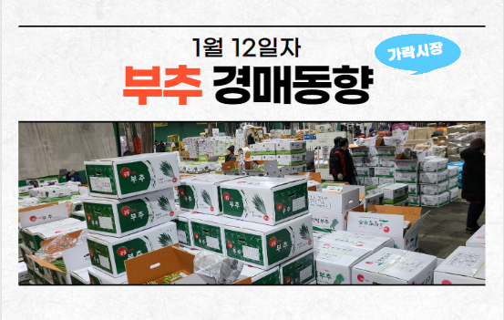 [경매사 일일보고] 1월 12일자 가락시장 "부추" 경매동향을 살펴보겠습니다!