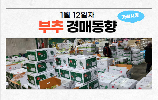  [경매사 일일보고] 1월 12일자 가락시장 "부추" 경매동향을 살펴보겠습니다!
