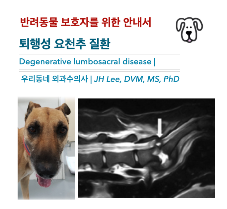  [동물병원안내서] 퇴행성 요천추 질환 (Degenerative lumbosacral disease) - 반려동물 보호자를 위한 안내서