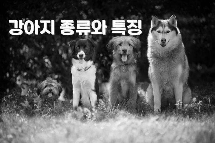  강아지종류와 특징 한번 알아봐요!!(입양전 필독!)