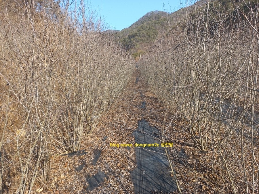 마태골 사진 6