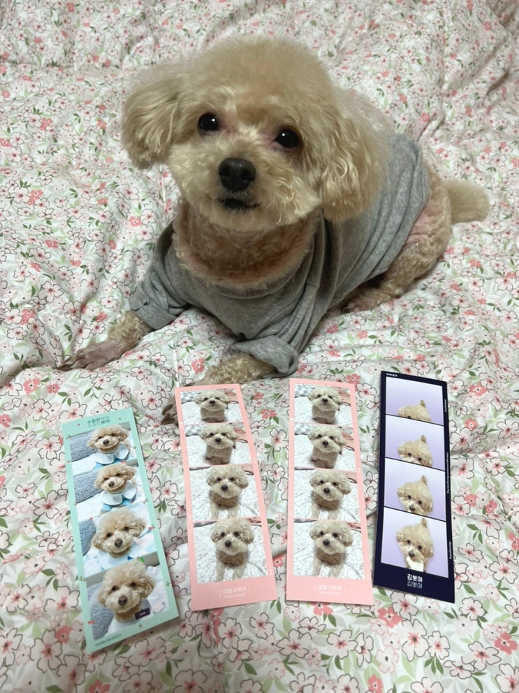  강아지 인생네컷 멍냥네컷 오멍스데이 반려견 굿즈