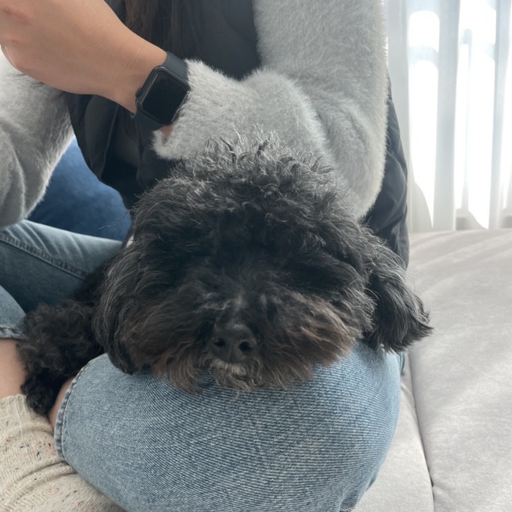  귀여운 푸들, 그의 이름은 연탄이