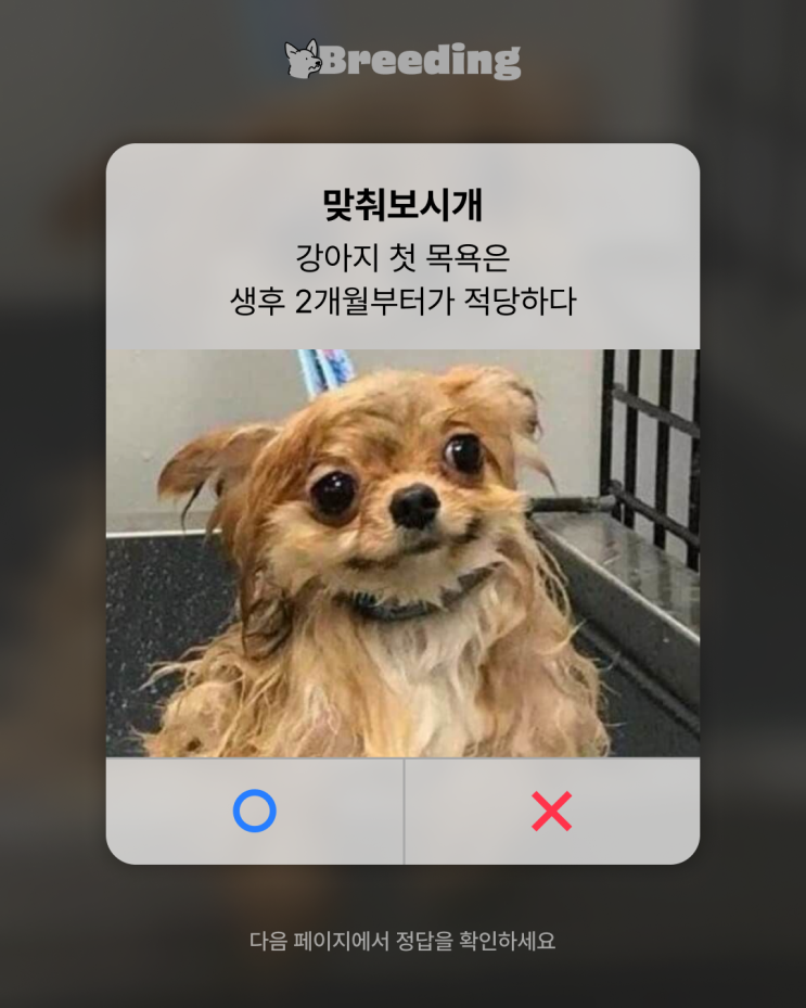 강아지 첫 목욕 언제가 좋을까? #퍼피목욕 #퍼피 강아지 첫 목욕 언제가 좋을까? #퍼피목욕 #퍼피