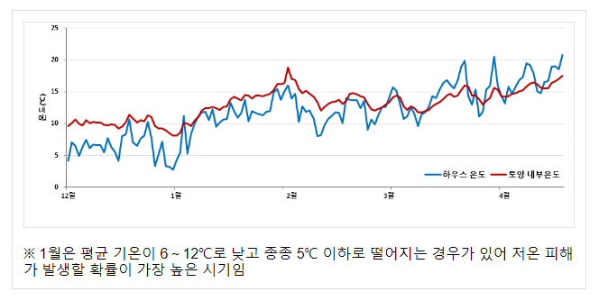 겨울철 시설 재배 감자, 보온과 환기에 유의해야 겨울철 시설 재배 감자, 보온과 환기에 유의해야