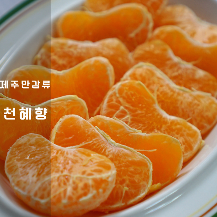  제주 천혜향 레드향 제철 시기 칼로리